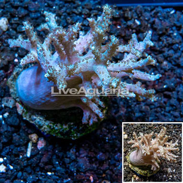 Leather Coral Indonesia 