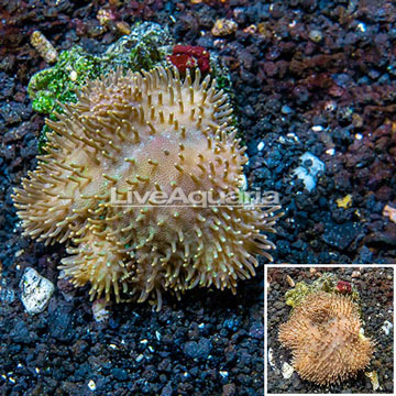 Toadstool Leather Coral Indonesia