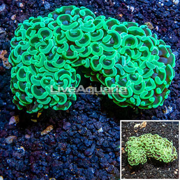 Hammer Coral Australia