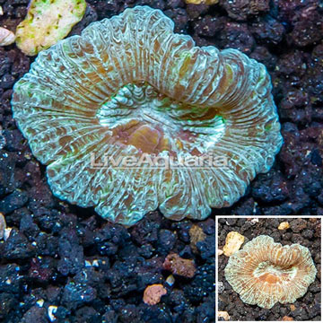 Open Brain Coral Australia