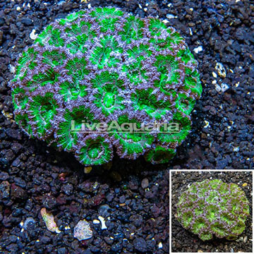 Acan Lord Coral Australia