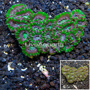 Acan Lord Coral Australia