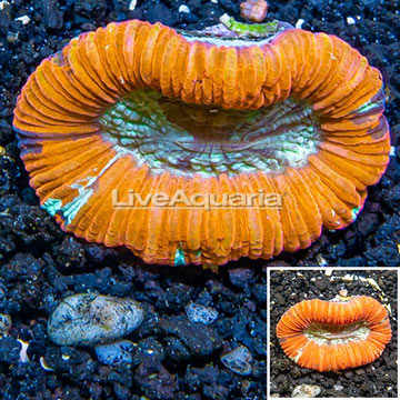 Open Brain Coral Australia