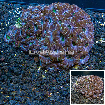 Acan Lord Coral Australia