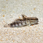 Sleeper Banded Goby