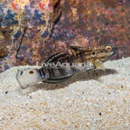 Sleeper Banded Goby