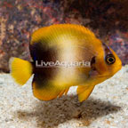 African Angelfish