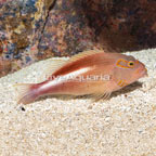 Arc-eye Hawkfish 