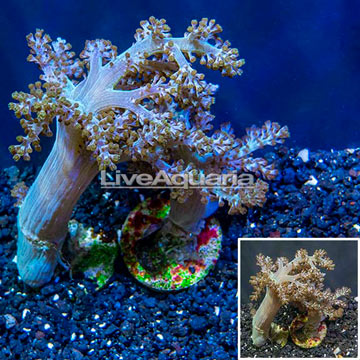 LiveAquaria® Two Pack Cultured Pineapple Tree Coral