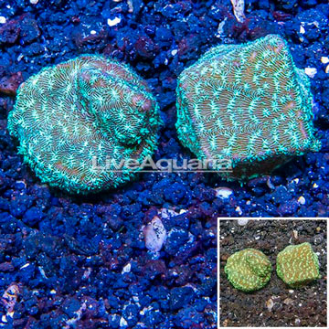 LiveAquaria® Two Pack Cultured Leptoseris Coral