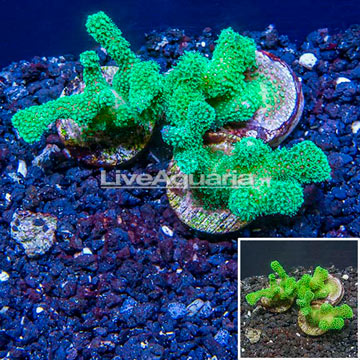 LiveAquaria® Three Pack Cultured Pocillopora Coral
