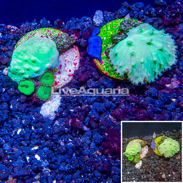 LiveAquaria® Two Pack Cultured Cabbage Leather Coral