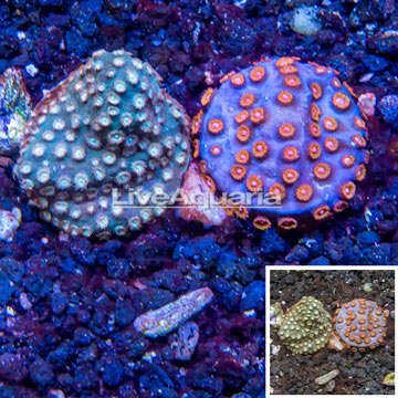 LiveAquaria® Two Pack Cultured Cyphastrea Coral