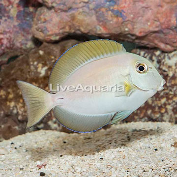 Epaulette Surgeonfish