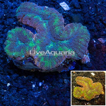 Lobed Brain Coral Australia