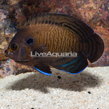 Bluefin Angelfish