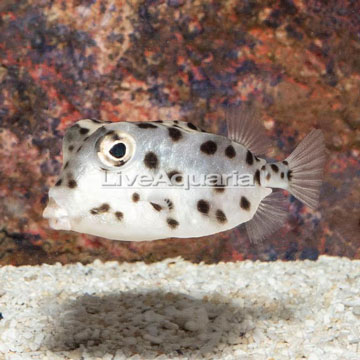 Shortnose Trunkfish 