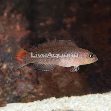 Yellow Breasted Dottyback