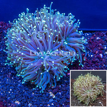 Torch Coral Indonesia
