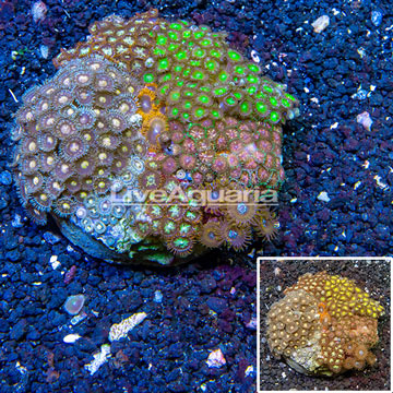 Zoanthus Coral Indonesia