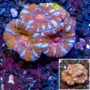 LiveAquaria® Cultured Acan Lord Coral