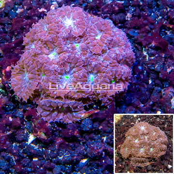 LiveAquaria® Cultured Blastomussa Coral