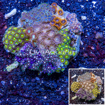 Zoanthus Coral Indonesia