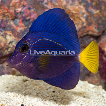 Purple Tang [Blemish]