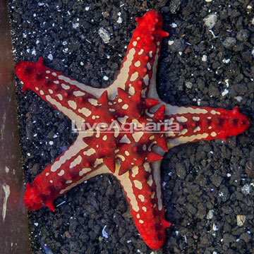 Red Knob Sea Star
