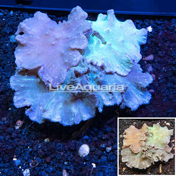 Cabbage Leather Coral Indonesia 