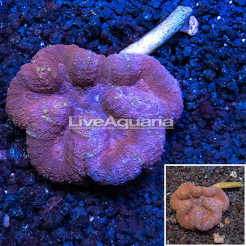 Lobed Brain Coral Australia