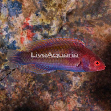 Blue sided Wrasse