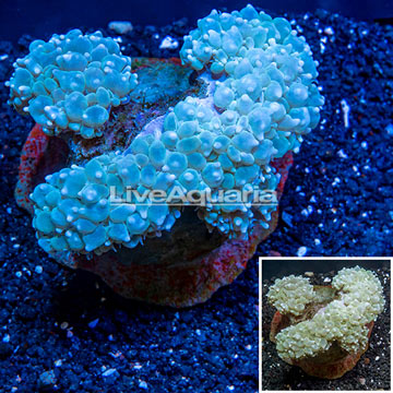 Pearl Bubble Coral Indonesia