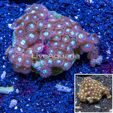 Zoanthus Coral Indonesia