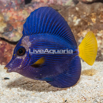 Purple Tang [Blemish]