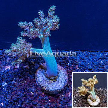 Tree Coral Indonesia 