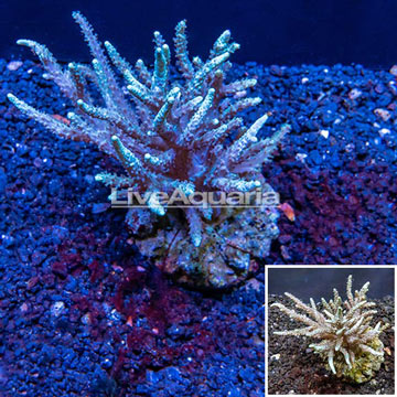 Sinularia Leather Coral Indonesia 