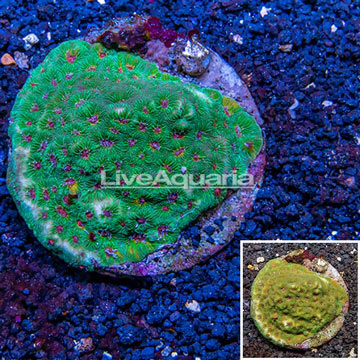 Favia Brain Coral, Indonesia