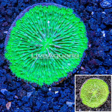 Short Tentacle Plate Coral Australia