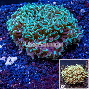 Hammer Coral Australia