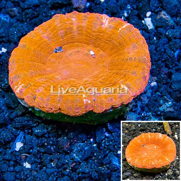 Scolymia Coral Australia