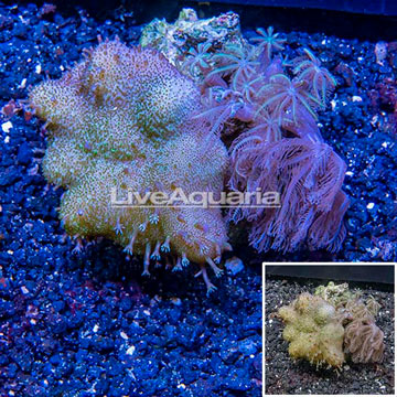 Devil's Hand Leather and Anthelia Polyp Coral Combo Vietnam