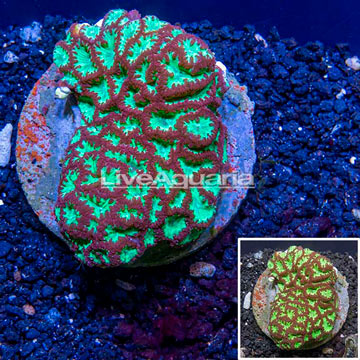 Blastomussa Coral Indonesia