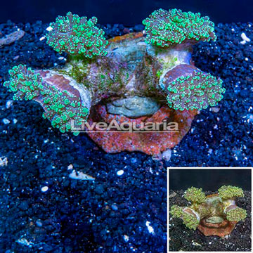 Frogspawn Coral Indonesia
