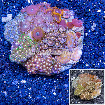 Zoanthus Coral Indonesia