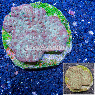 Goniastrea Brain Coral Indonesia