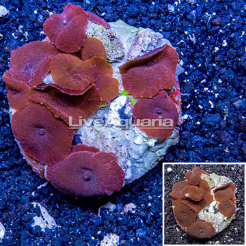 Actinodiscus Mushroom Indonesia