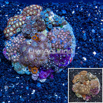 Zoanthus Coral Indonesia
