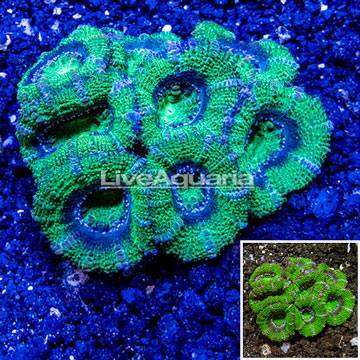 Acan Lord Coral Australia