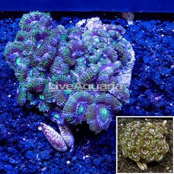 Acan Lord Coral Australia